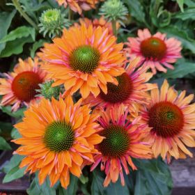 Echinacea Sunseekers Pumpkin Pie 3 Litre